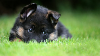 Puppy grass sad eyes nature - a puppy free wallpaper