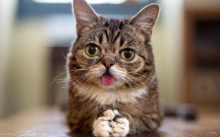 Black cat tongue out paw - esao free wallpaper