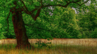 Large tree grassy field bench - a bench in the foreground free wallpaper