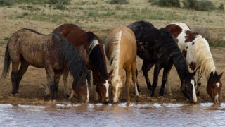 Horses drinking water outdoors realistic - western free wallpaper