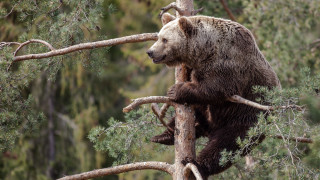 Brown bear climbing tree branch 2 - a few branch free wallpaper for desktop