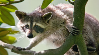 Raccoon climbing tree branch leaf - food free wallpaper