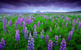 Purple flower field mountains cloudy - under a cloudy sky free wallpaper