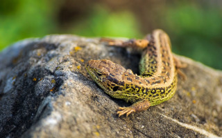 Lizard rock sun blurry background - free nature wallpaper
