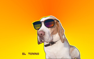 Dog sunglasses yellow background eltono - carpoforo tencalla free wallpaper for desktop