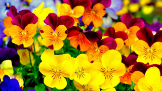 Colorful flower puzzle blurry field - free flowers wallpaper