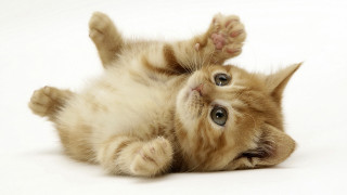 Kitten rolling back paws up - paw free wallpaper