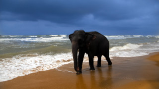 Elephant beach ocean rainbow impressionist - the ocean under a cloudy sky free wallpaper