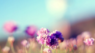 Purple flower field blue sky 2 - celia fiennes free wallpaper