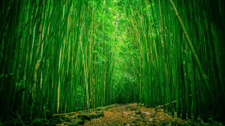 Bamboo forest path nature girls 2 - dirt and grass free wallpaper