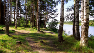 Woodland path lake bench nature - a path free wallpaper