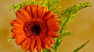Flower sunflower orange green background - a yellow background behind free wallpaper