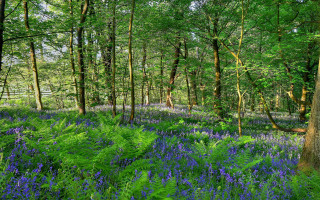 Purple flowers forest jigsaw nature - the middle of its free wallpaper