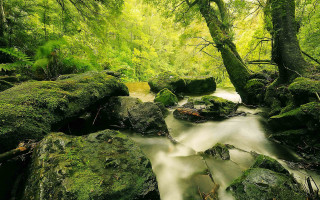 Lush green forest stream rocks 4 - a stream running free wallpaper