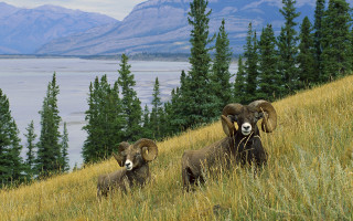 Rams lake mountains ecological tiltshift - tree and grass free wallpaper