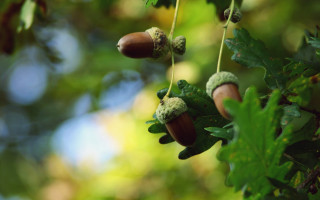 Tree acorns leaves macro bokeh - a close up of a tree free wallpaper