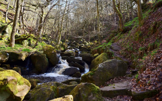 Forest river mossy rocks nature - green moss free wallpaper