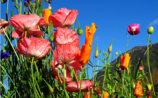 Flower field blue sky mountain - a field of flowers free wallpaper
