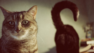 Cat black cat table book - a black cat free wallpaper