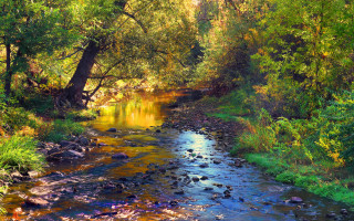 Lush forest stream autumn sunset - a stream free wallpaper