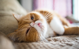 Cat laying back couch closed - glamor pose free wallpaper