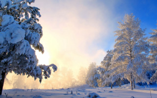 Snowy forest sunset bare trees - cloud free wallpaper for desktop