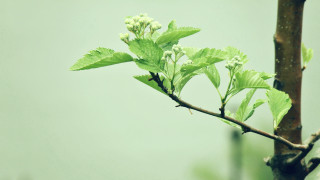 Branch leaves buds green background - leaf and buds free wallpaper