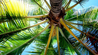Palm tree blue sky clouds 5 - palm tree free wallpaper