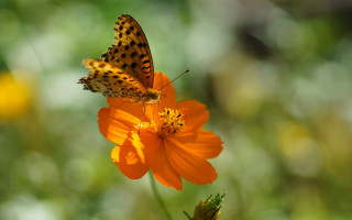 Butterfly flower sun macro naturalism - a butterfly free wallpaper for desktop