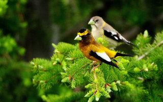 Birds forest branch yellow brown - a tree branch in the forest free wallpaper