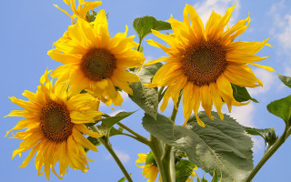 Sunflower sky clouds summer field - summer vibrancy free wallpaper for desktop