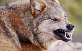 Wolf open teeth realistic furry - tooth wide free wallpaper