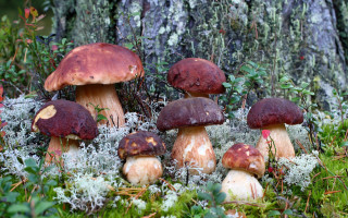 Mushrooms forest mossy autumn nature - a group of mushrooms free wallpaper