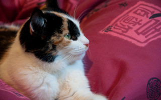 Cat pink blanket fauvism shallow - fauvism free wallpaper