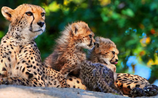 Cheetah cubs rock tree water - top of a rock next free wallpaper