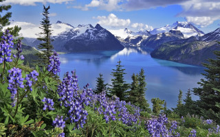 Lake mountains flowers blue sky - blue water free wallpaper