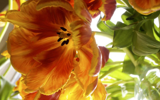 Flower sky window sunlight shallow - a window in the background free wallpaper for desktop