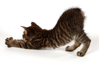 Cat playing toy shadow dynamic - a toy free wallpaper