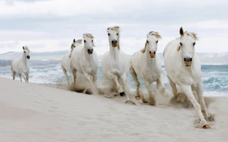 White horses beach ocean sky - free dogs wallpaper