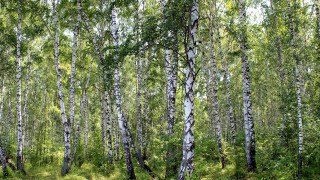 Forest green grass white trunks - free forest wallpaper