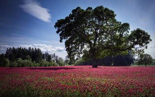 Lone tree flower field blue - cloud above free wallpaper