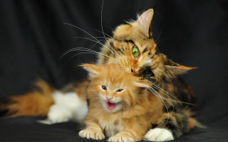 Cat kitten open mouth blue - one cat free wallpaper