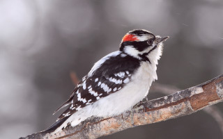 Bird red head snow branch - a red head free wallpaper