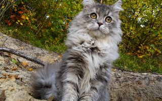 Fluffy cat rock forest regal - a statue free wallpaper