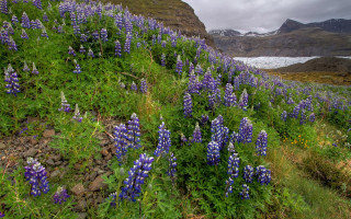 Wildflowers glacier lake nature bush - a rocky hillside free wallpaper