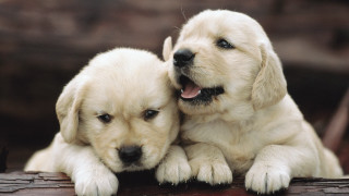 Puppies log together blurry cute - two puppy free wallpaper