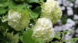 Hydrangea branch closeup nature blurry - fine foliage lace free wallpaper