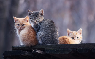 Three kittens woodland animals portrait - three kitten free wallpaper