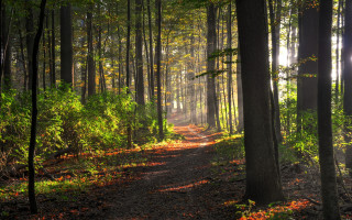Forest path sunshine leaves nyc - ada hill walker free wallpaper