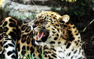 Leopard open mouth teeth blurry 3 - a large leopard free wallpaper